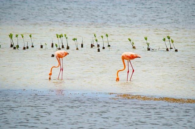 Mexican flamingo's